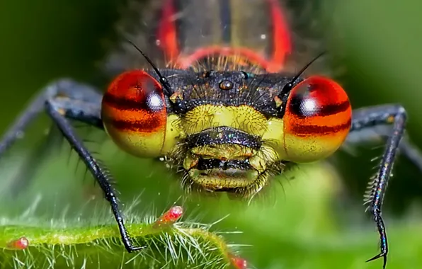 Picture eyes, nature, head, dragonfly, insect