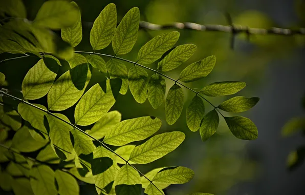 Picture Macro, Macro, Green leaves, Green leaves