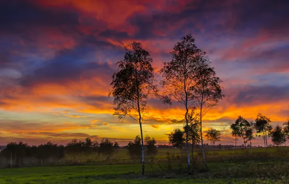 Picture trees, sunset, nature