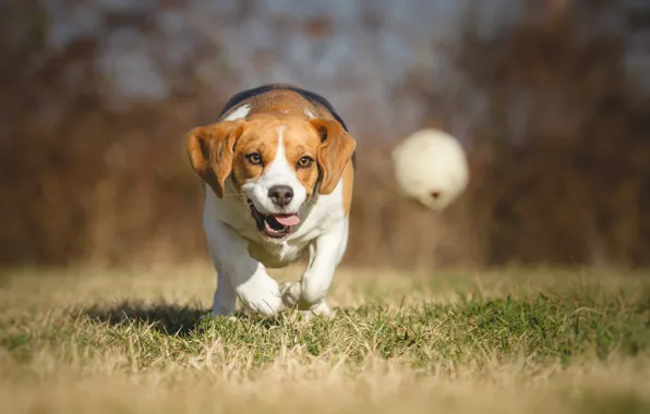 Picture nature, dog, bokeh, Beagle, wallpaper., beagle, beautiful background, purebred happy friendly, a walk in the …