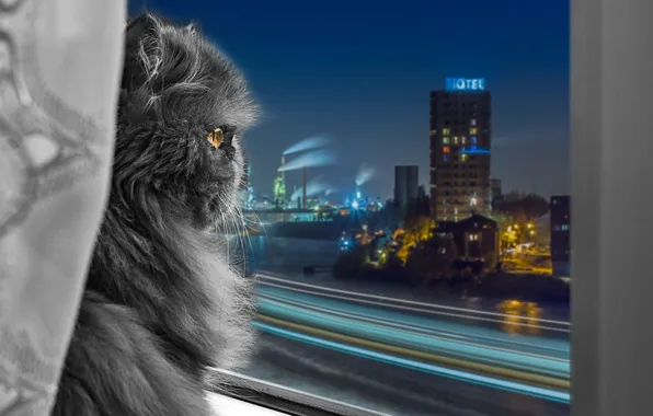 Picture look, the city, window, Persian cat
