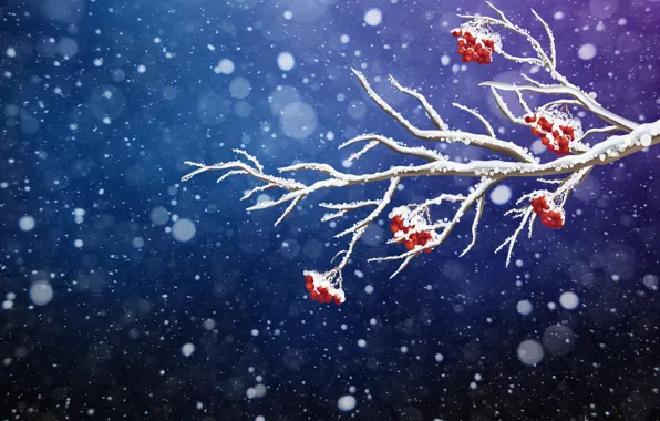 Picture Winter, Minimalism, Snow, Branch, Christmas, Snowflakes, Background, New year, Rowan