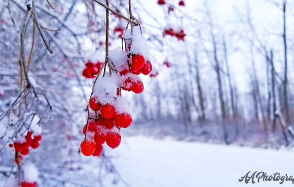 Picture christmas, holidays, snow, berries, snow flakes
