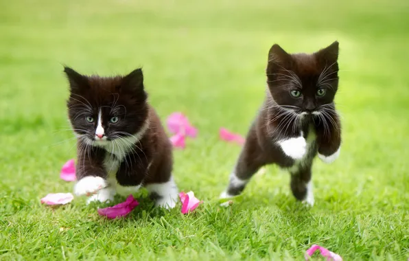 Picture grass, the game, petals, kittens, kids, a couple, two kittens
