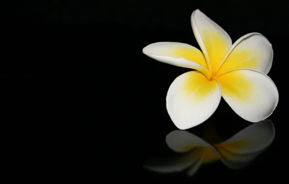 Picture flower, macro, reflection, black background, plumeria