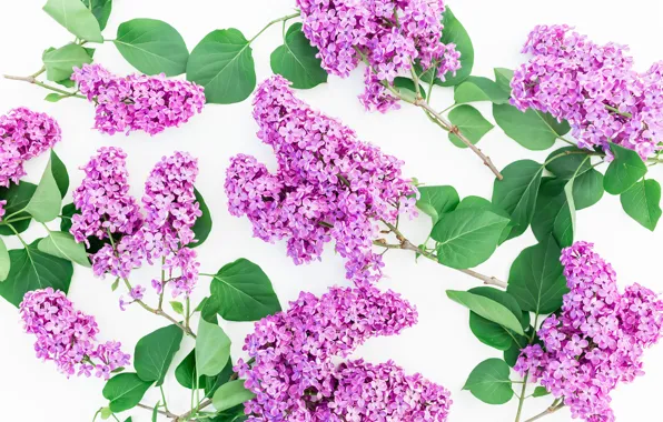 Picture flowers, background, spring, flowers, lilac, lilac