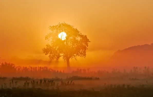 Picture the sun, sunset, fog, tree, hills