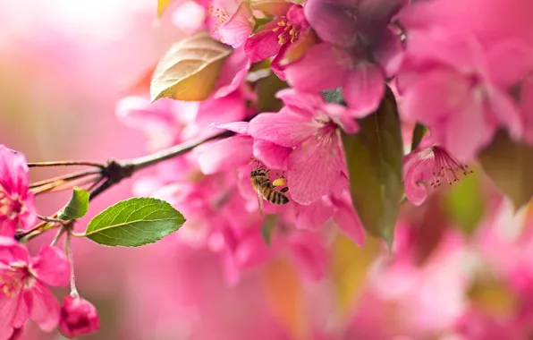 Picture macro, cherry, bee, branch, Sakura, flowering, flowers