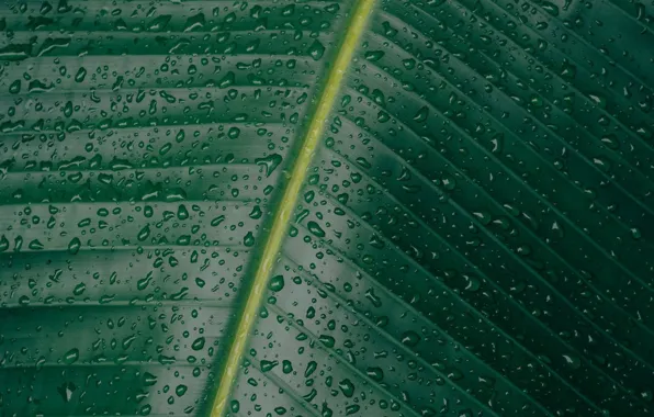 Picture greens, leaves, water, drops