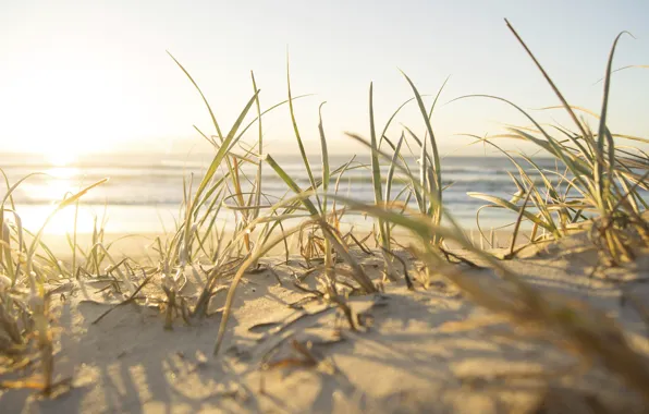 Picture sand, sea, beach, the sky, grass, the sun, macro, joy, sunrise, the ocean, stay, coast, …