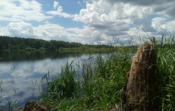 Picture forest, summer, the sky, grass, water, clouds, lake, river, green, shore, stump, stump, summer, sky