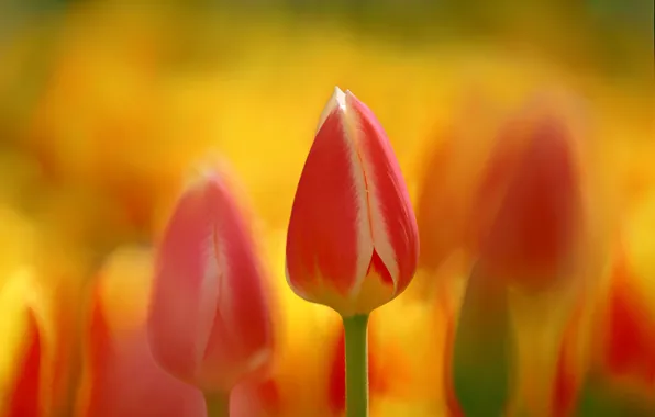 Picture flowers, background, tulips