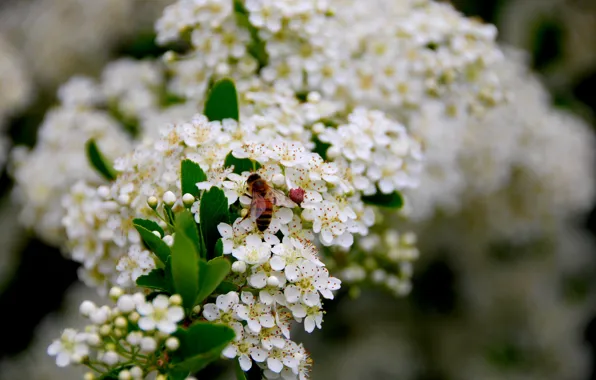 Picture Spring, Spring, Wasp, Hawthorn, Hawthorn, Flowering Hawthorn, Flowering, OSA, Whitethorn