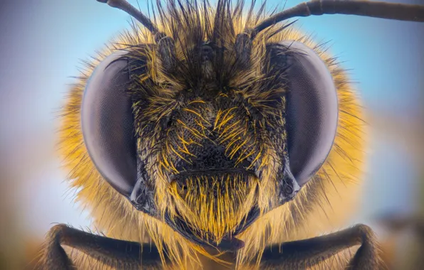 Picture eyes, bee, portrait, antennae