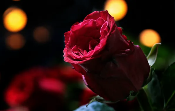 Picture flower, red, background, Rose, Bud