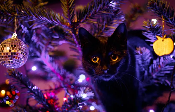 Picture eyes, cat, black, toys, tree