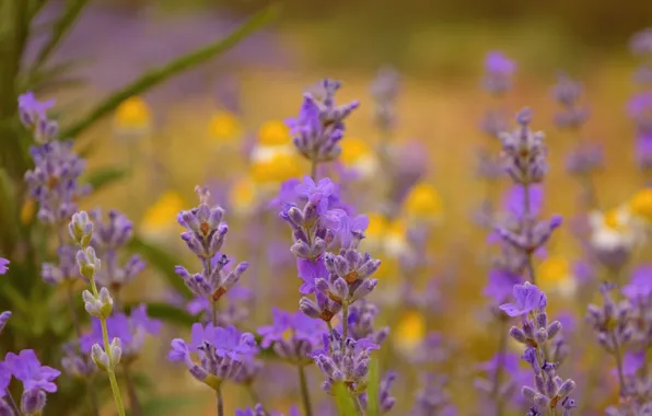 Picture Lavender, Lavender, Field