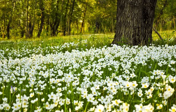 Picture Field, Spring, Flowers, Spring, Flowering, Field, Flowering, White Flowers, White flowers
