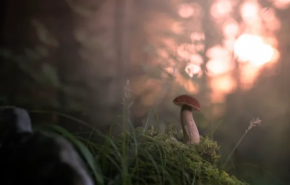 Picture forest, fog, mushroom