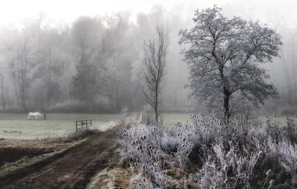 Picture frost, road, fog