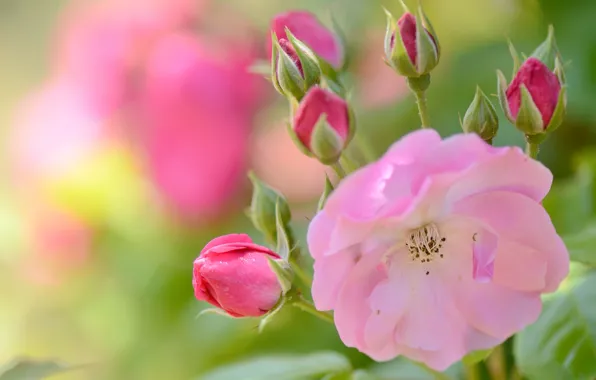 Picture macro, pink, rose, petals, buds, bokeh