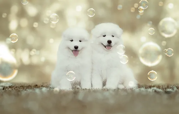 Picture puppies, bubbles, kids, a couple, bokeh, Samoyed