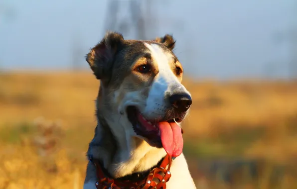 Picture language, look, background, each, portrait, Central Asian shepherd dog, Alabai