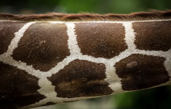 Picture background, giraffe, neck
