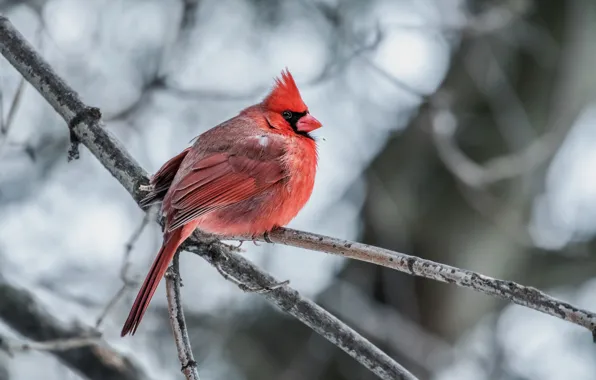 Picture bird, Red cardinal, Northern Cardinal