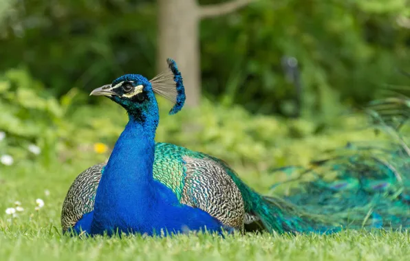 Picture bird, peacock, color, brightness, feathers