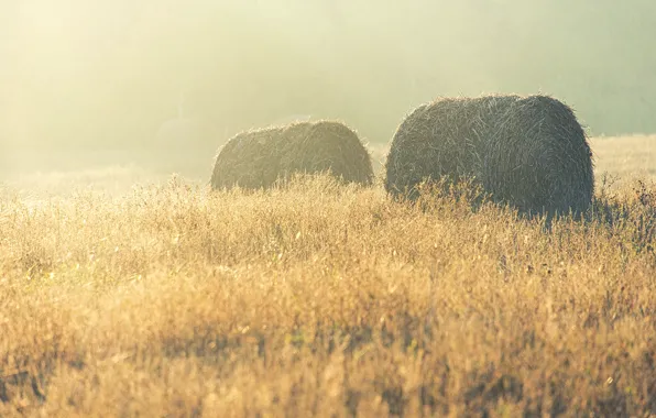 Picture grass, field, morning, fog, sunrise, dawn, countryside, hay, bales, farmland, countryside scene