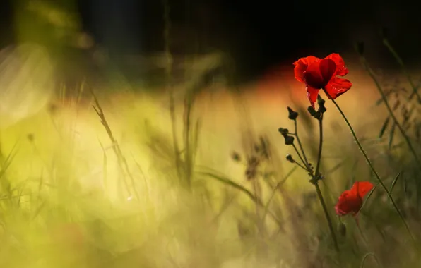 Picture flower, summer, grass, rays, light, flowers, the dark background, Mac, rye, Maki, petals, blur, red, …