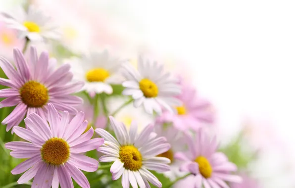 Picture flowers, chamomile, bouquet, petals, pink, white