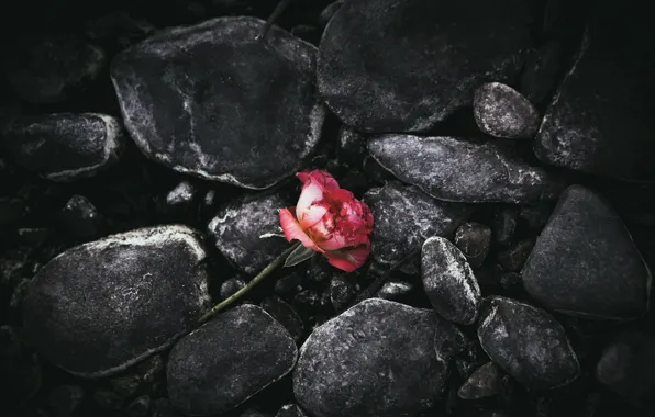 Picture flower, stones, rose