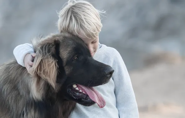 Picture mood, dog, boy, friendship, friends, dog, Leonberger