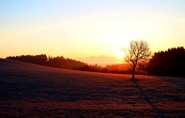 Picture field, the sky, the sun, sunset, tree, dawn, shadow, the evening, morning, slope