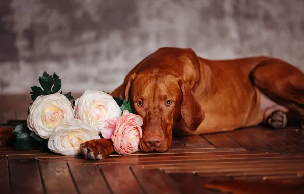 Picture flowers, red, breed