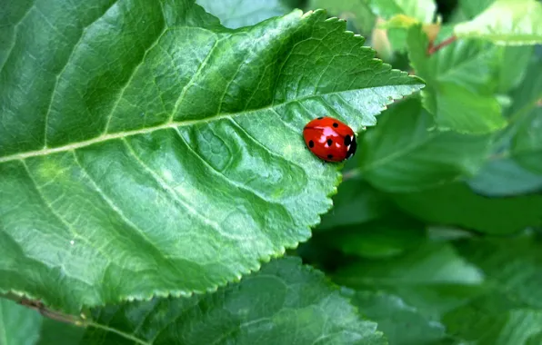 Picture leaf, ladybug, July