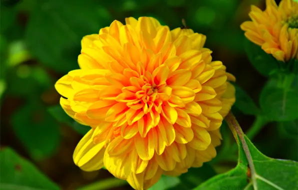 Picture Bokeh, Bokeh, Yellow flower, Yellow flower