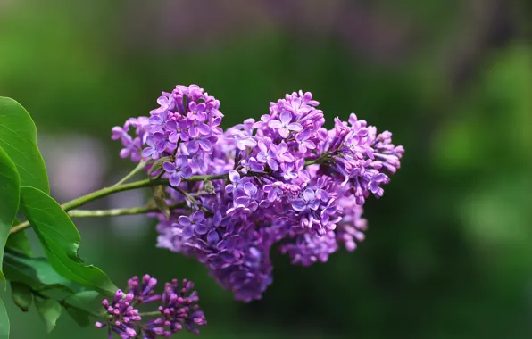 Picture flowers, background, lilac