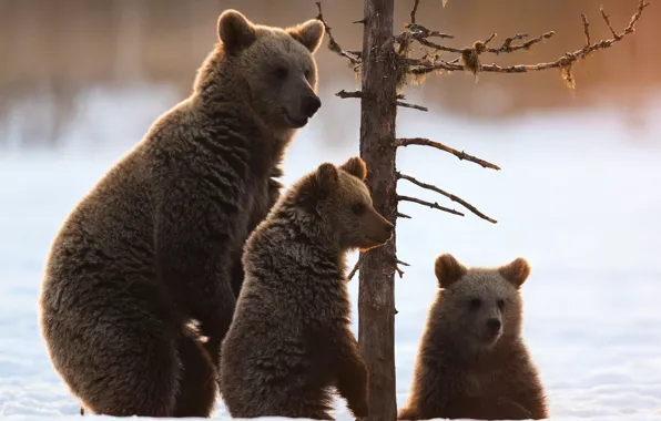 Picture snow, tree, bears, bears, bear, the three bears