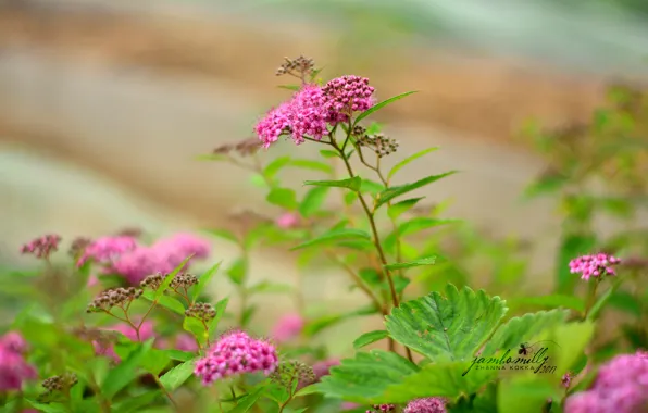 Picture flowers, nature, green, pink, Bush