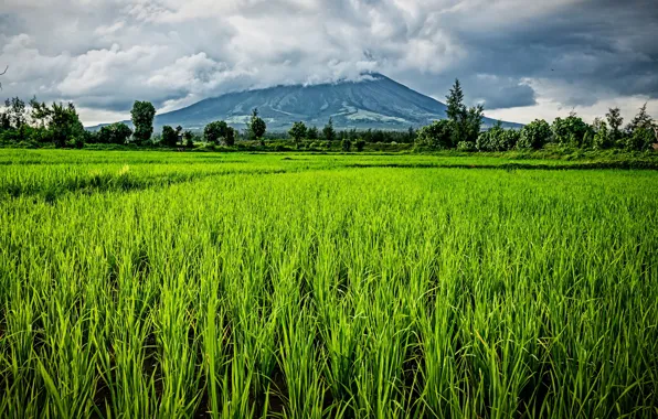 Picture greens, field, grass, the sun, clouds, trees, mountain, Philippines, Bicol Region