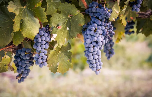 Picture leaves, nature, grapes, vineyard, bunches of grapes