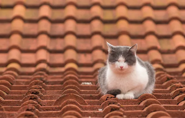 Picture roof, cat, sleeping