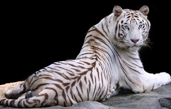 Picture white, nature, tiger, animal, stay