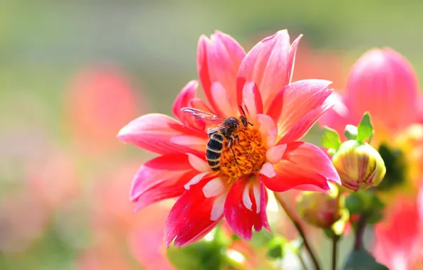 Picture bee, pink, Dahlia