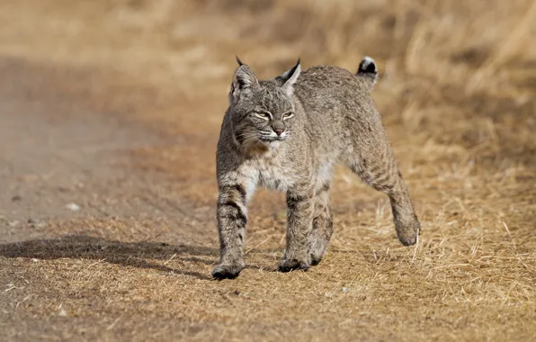 Picture nature, animal, lynx