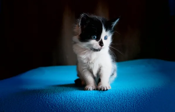 Picture cat, look, kitty, background, blue, black and white, fluffy, small, blanket, cute, kitty, sitting, blue-eyed