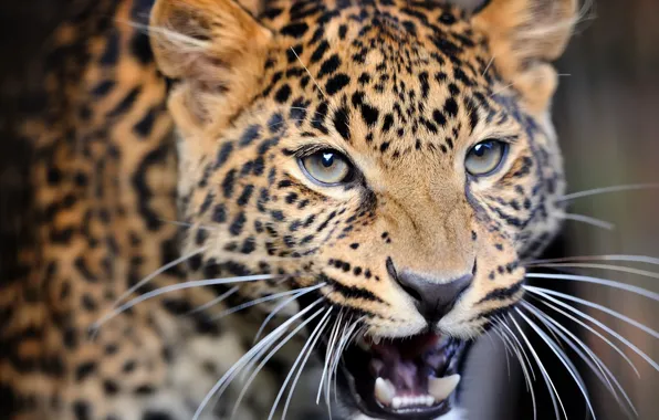 Picture close-up, blur, leopard, wild cat, leopard, animals, nature, bokeh, travel, wallpaper., my planet, predator hunter, …